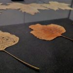 Dans la vitre « Musée des épaves » : plusieurs supports naturels inhabituels, ayant provoqué l’impulsion de l’écriture, en l’occurrence, un parterre de feuilles sechées